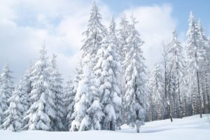 winter, Snow, Trees, Snow, Landscapes