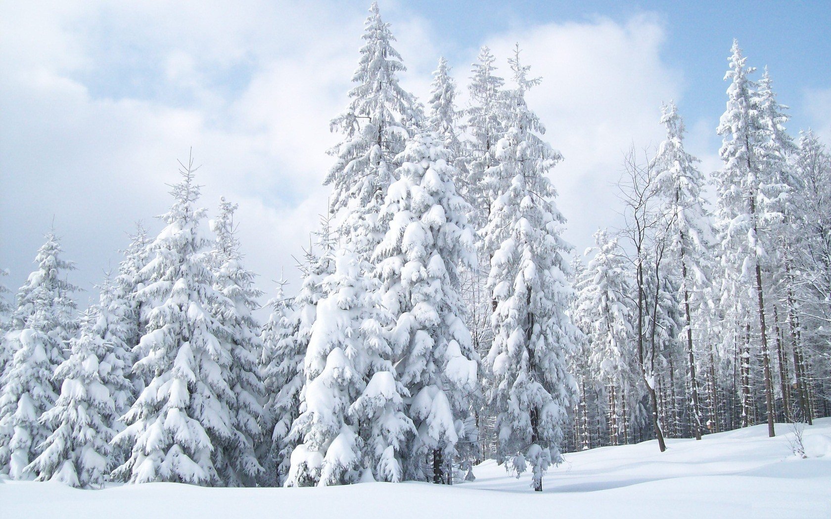 winter, Snow, Trees, Snow, Landscapes Wallpaper