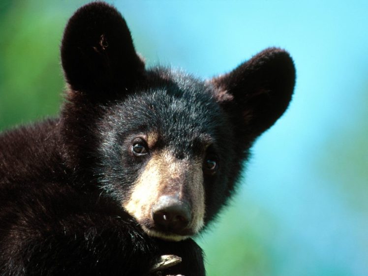 animals, Bears, Black, Bear, Baby, Animals HD Wallpaper Desktop Background
