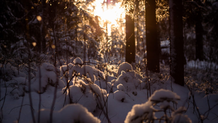 landscapes, Nature, Winter, Snow, Surise, Sunset, Sunlight, Sun, Trees, Forest, Seasons HD Wallpaper Desktop Background