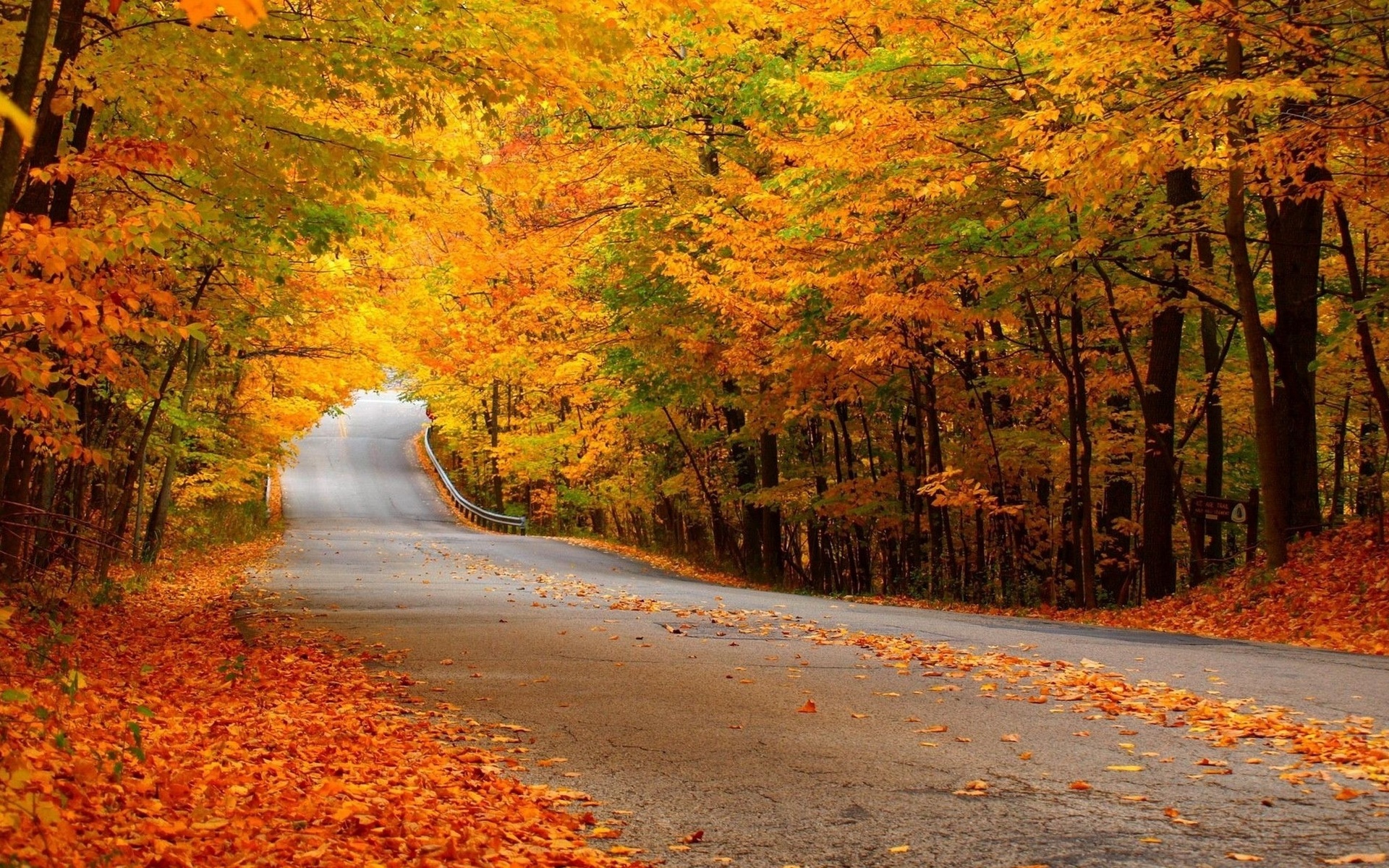 landscapes, Nature, Trees, Forest, Leaves, Autumn, Fall, Seasons, Roads, Colors Wallpaper