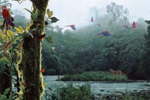 landscapes, Nature, Trees, Forest, Jungle, Scenic, Paintings, Rivers, Birds, Parrot, Colors, Flying, Fantasy