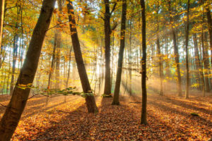 landscapes, Nature, Trees, Forest, Autumn, Fall, Seasons, Leaves, Sunlight, Sunbeams