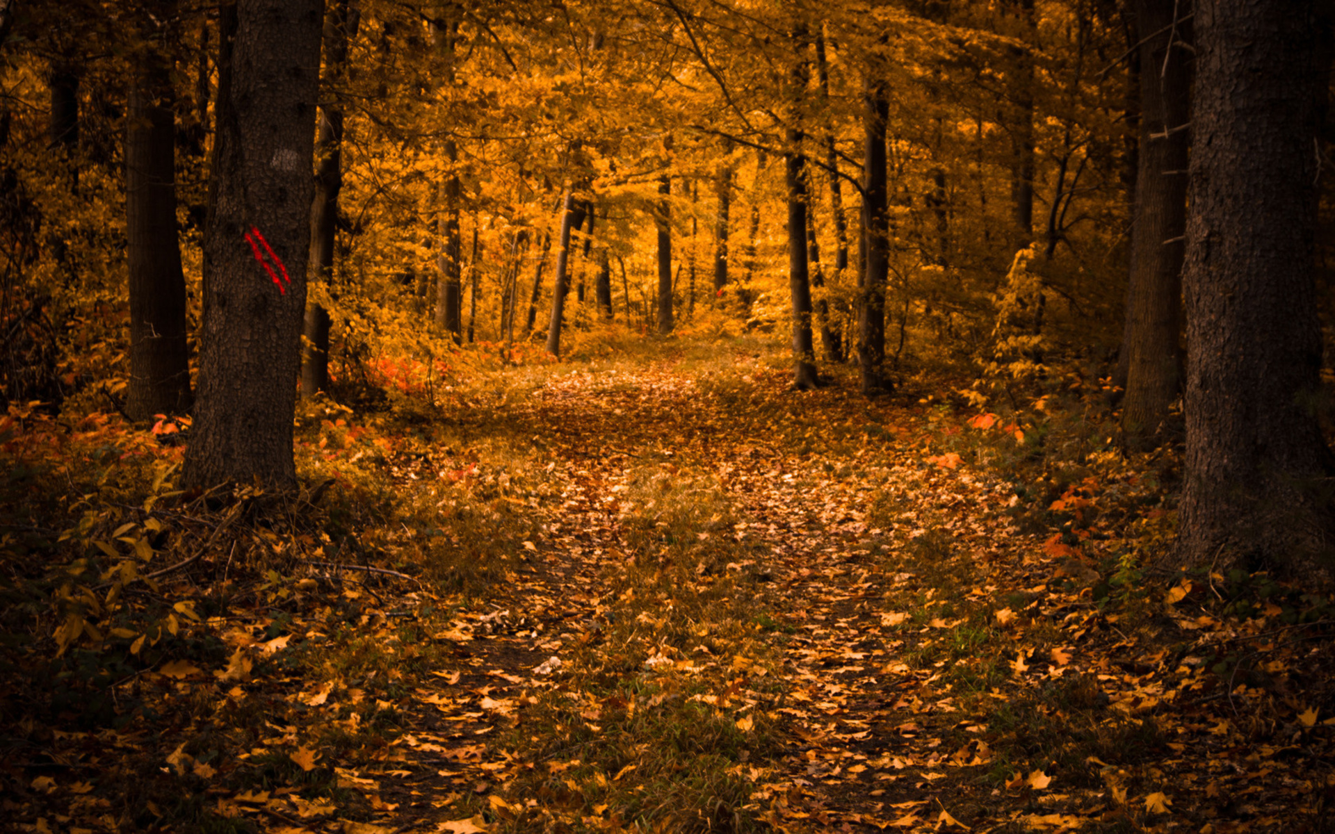 landscapes, Nature, Trees, Forest, Autumn, Fall, Seasons, Leaves Wallpaper