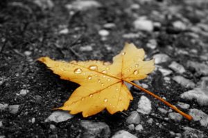 nature, Yellow, Leaves, Drops