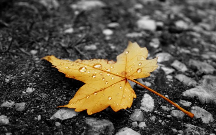 nature, Yellow, Leaves, Drops HD Wallpaper Desktop Background