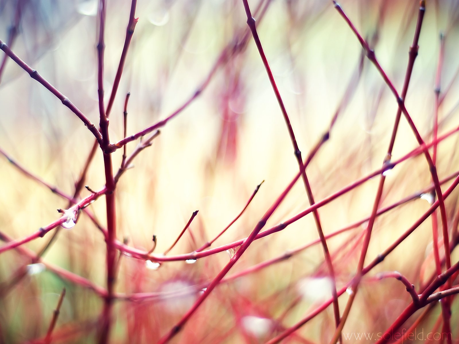 nature, Plants Wallpaper