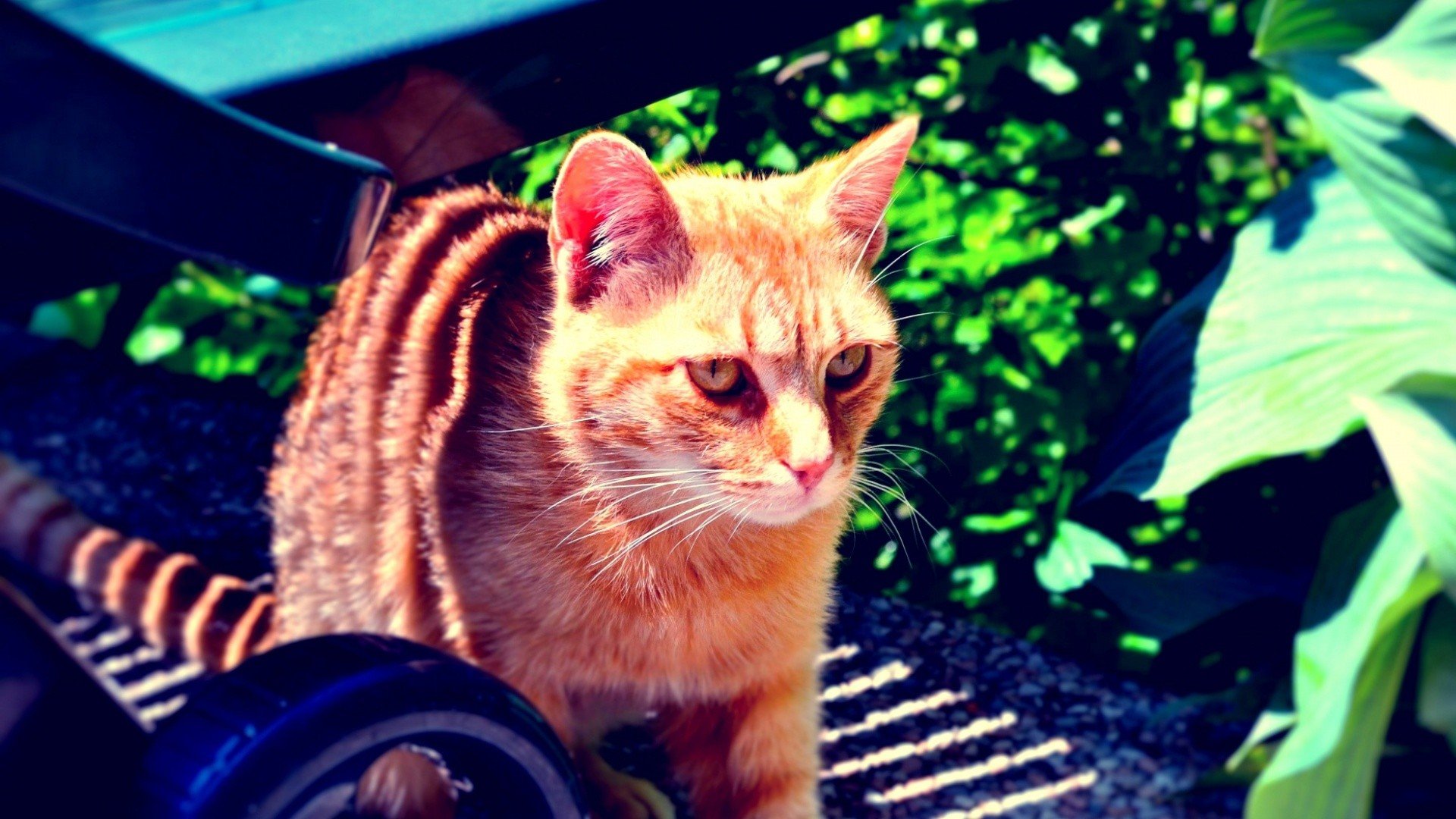 cats, Tabby Wallpaper