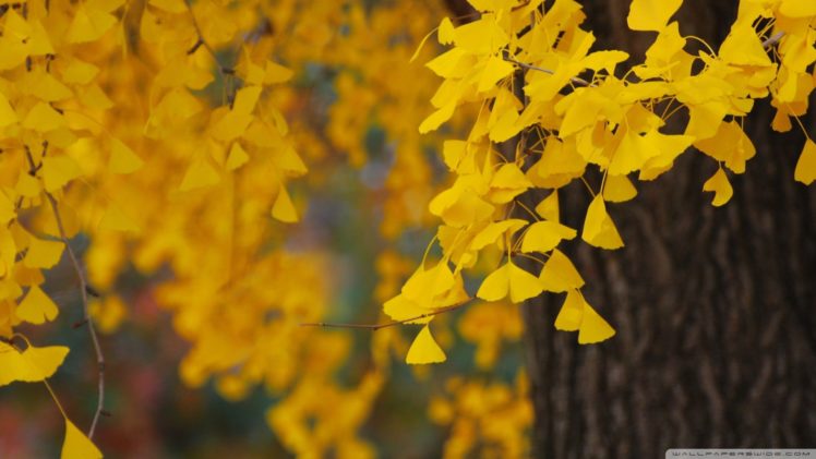 trees, Flowers, Yellow HD Wallpaper Desktop Background