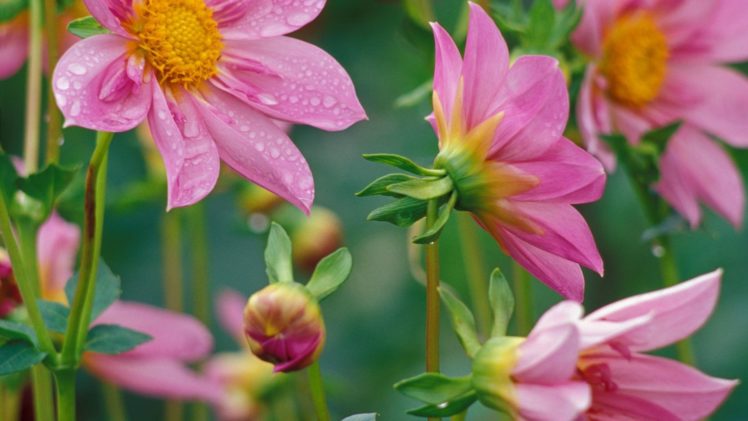 flowers, Glow, Dahlias, Pink, Flowers HD Wallpaper Desktop Background
