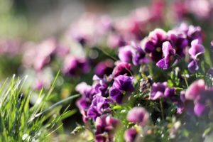 flowers, Grass, Bokeh, Purple, Flowers