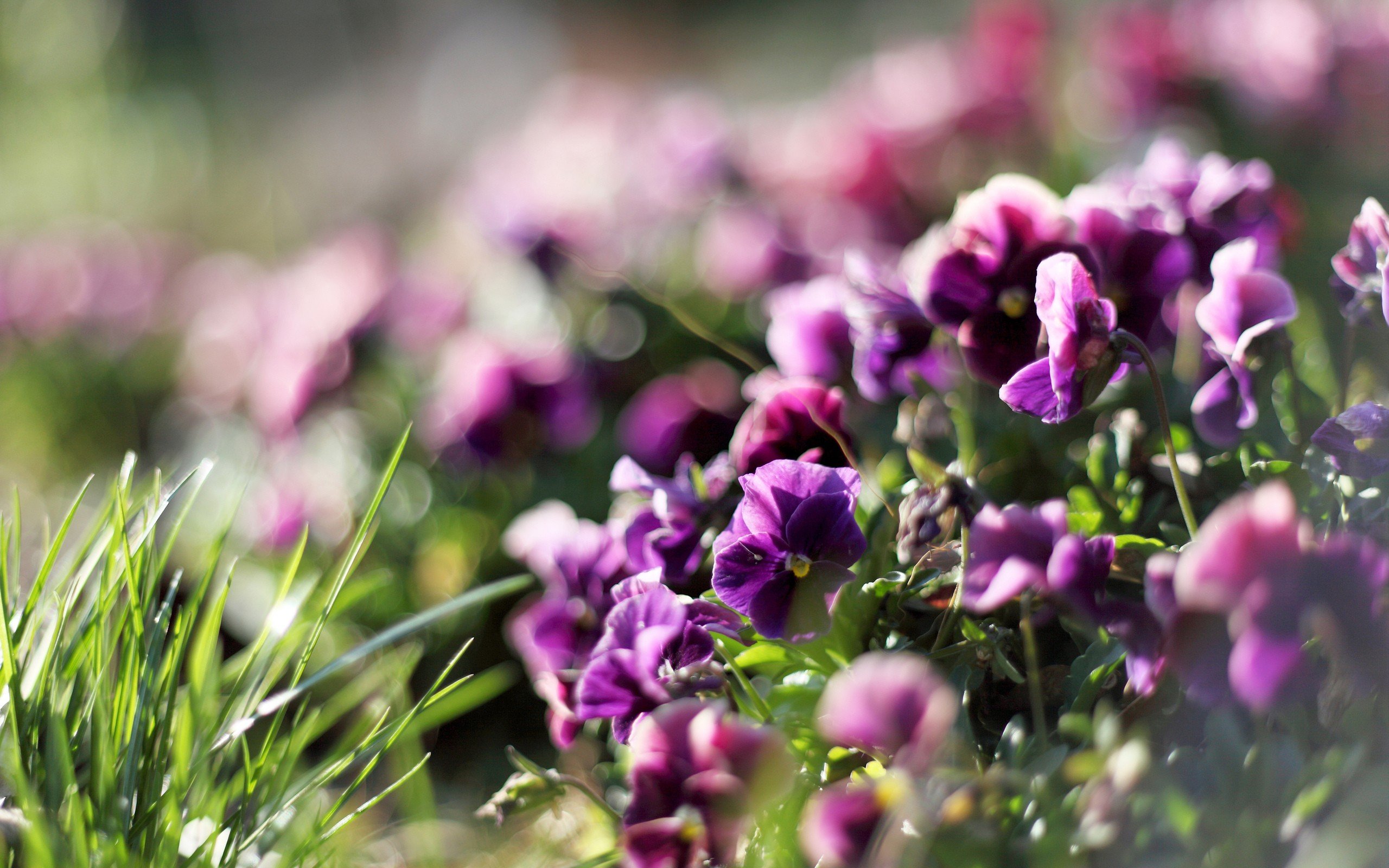 flowers, Grass, Bokeh, Purple, Flowers Wallpaper