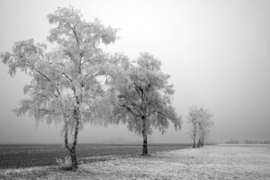 trees, Snow, Landscapes