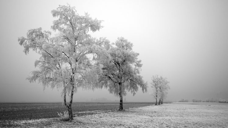 trees, Snow, Landscapes HD Wallpaper Desktop Background