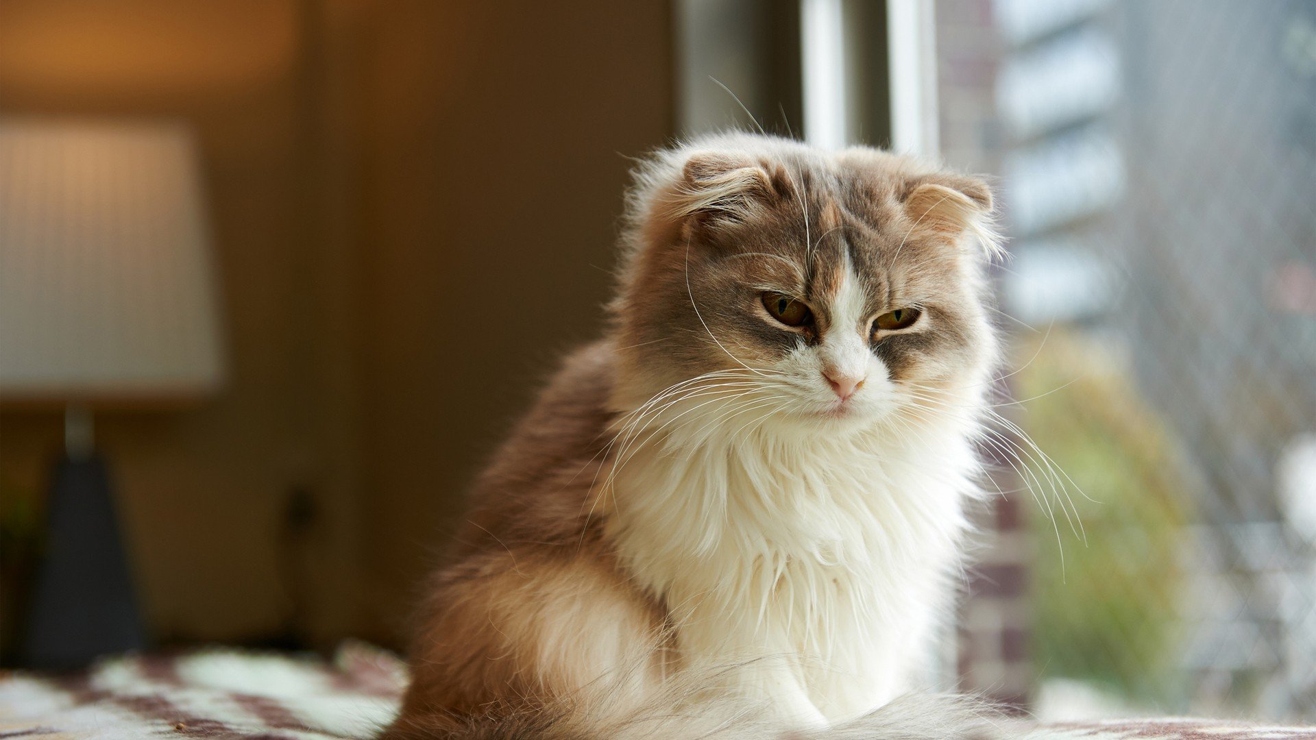 cats, Animals Wallpaper