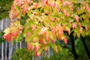 nature, Trees, Leaves, Colors, Autumn, Fall, Seasons, Maple