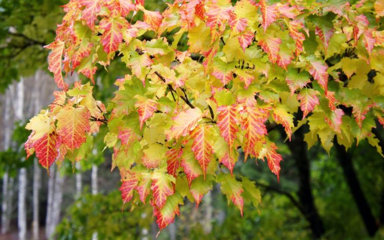 nature, Trees, Leaves, Colors, Autumn, Fall, Seasons, Maple HD Wallpaper Desktop Background