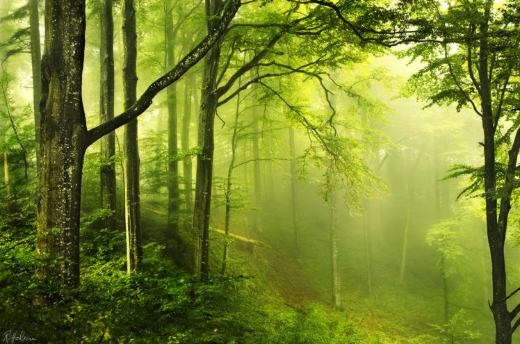 landscapes, Nature, Trees, Forest, Haze, Foh, Mist, Humid, Jungle, Green, Sunlight HD Wallpaper Desktop Background