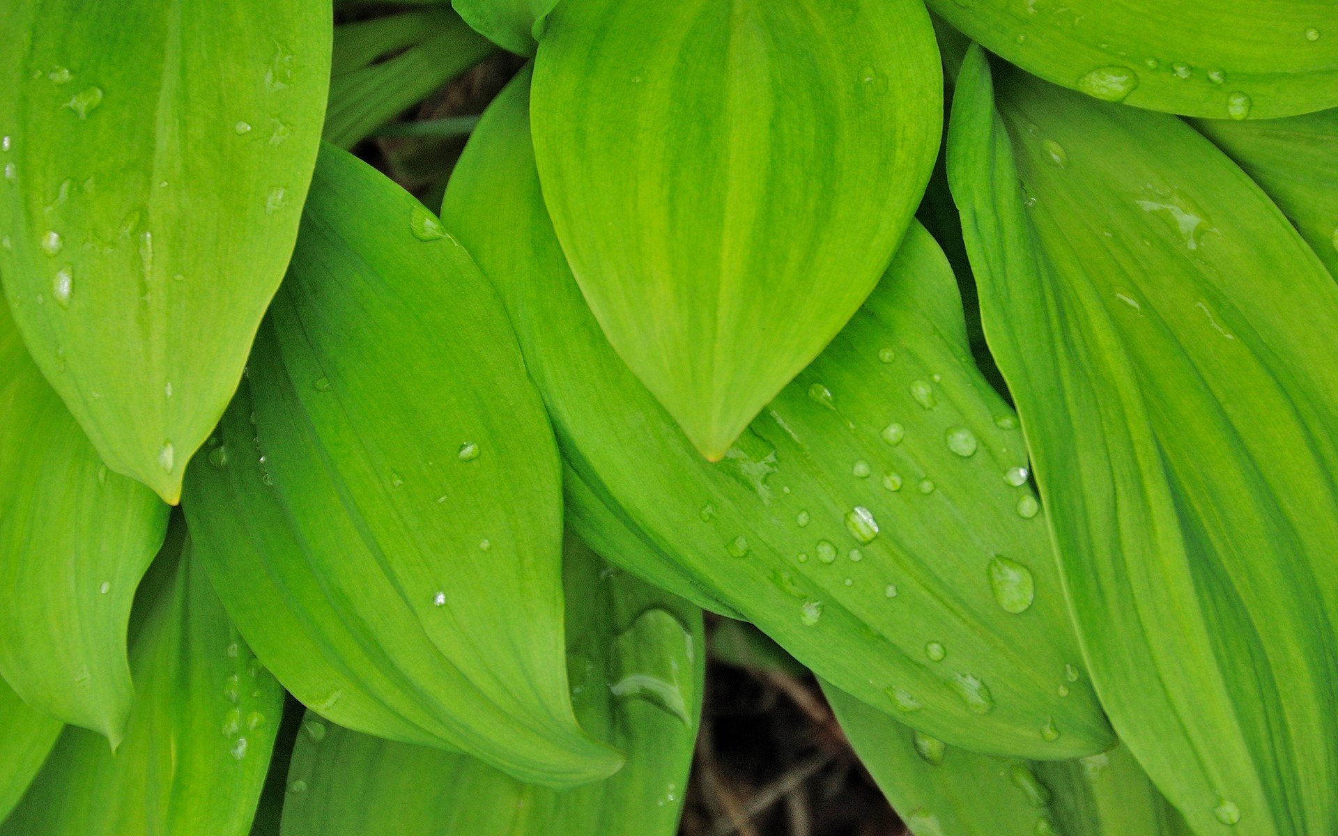 japan, Leaves Wallpaper