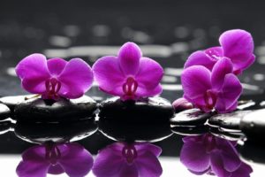 water, Flowers, Stones, Selective, Coloring, Reflections, Orchids, Pink, Flowers