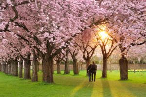 landscapes, Nature, Trees, Orchard, Blossoms, Pink, Sunset, Sunrise, People, Men, Males, Women, Females, Girls, Love, Romance, Embrace, Grass