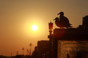 sunset, Birds, Silhouettes, Bridges, Urban, Seagulls, Brighton