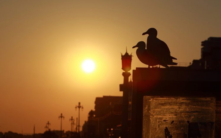 sunset, Birds, Silhouettes, Bridges, Urban, Seagulls, Brighton HD Wallpaper Desktop Background