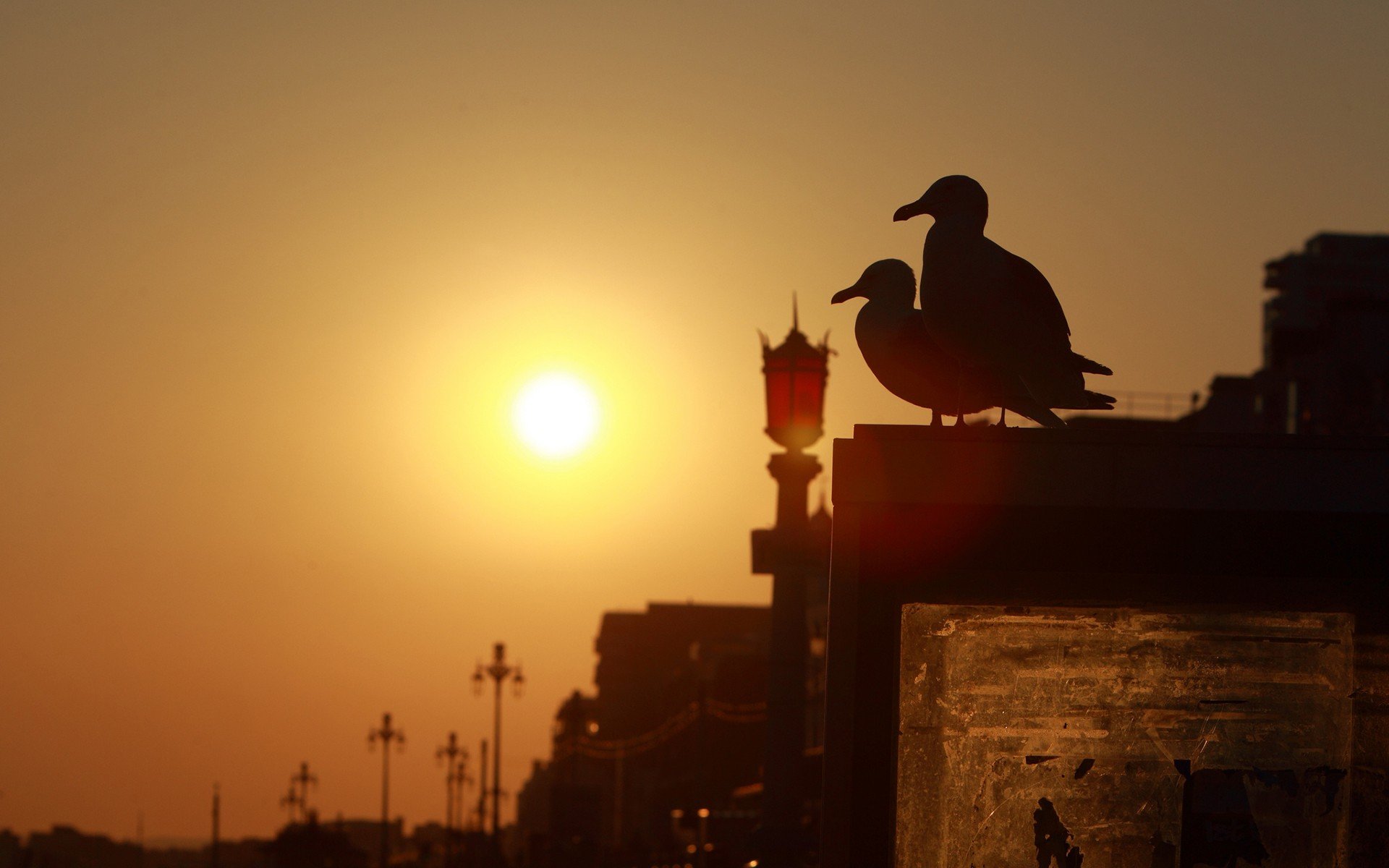 sunset, Birds, Silhouettes, Bridges, Urban, Seagulls, Brighton Wallpaper
