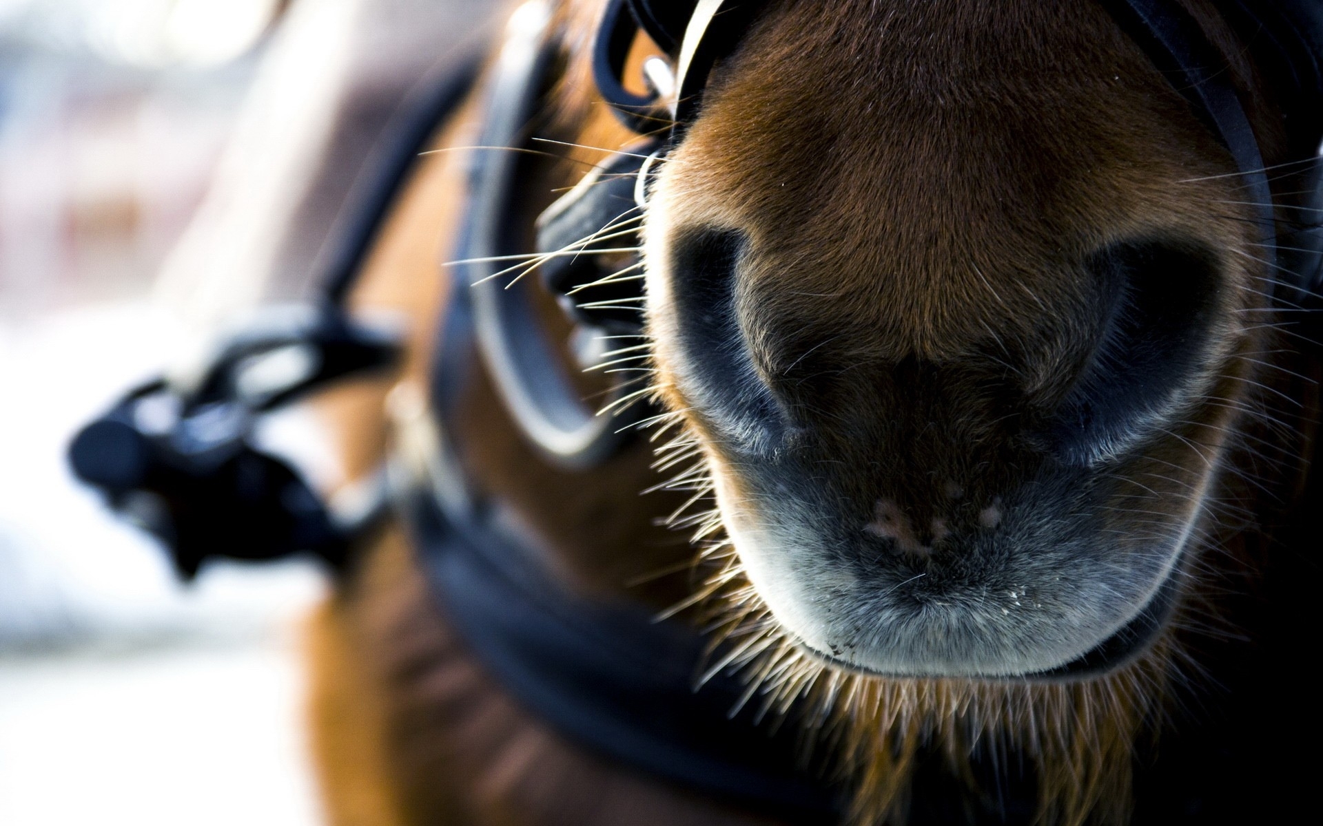 animals, Horses, People, Situation, Nose, Muzzle, Faces, Close up Wallpaper