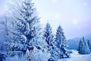 landscapes, Nature, Winter, Snow, Snowing, Snowflakes, Trees, Seasons