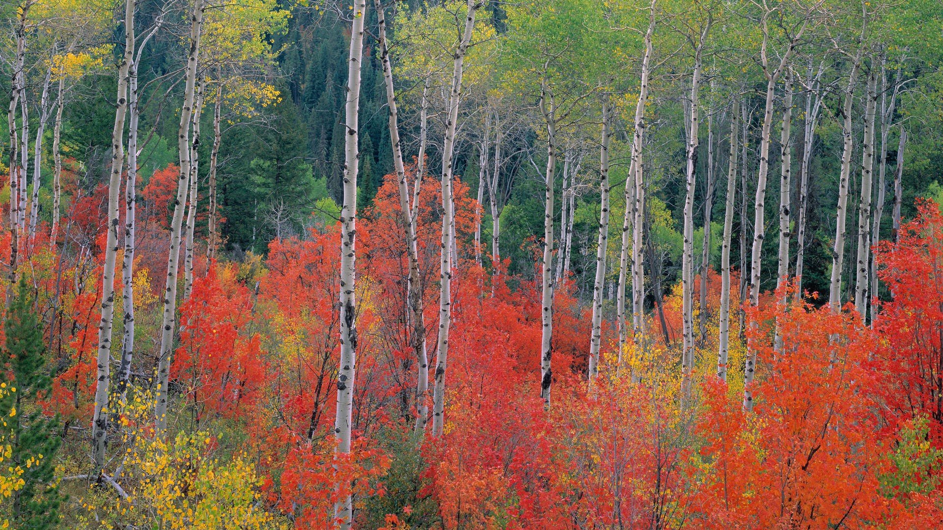 nature, Trees Wallpaper