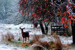 landscapes, Nature, Animals, Deer, Winter, Snow, Snowing, Snowflakes, Berries, Trees, Forest, Christmas, Seasons