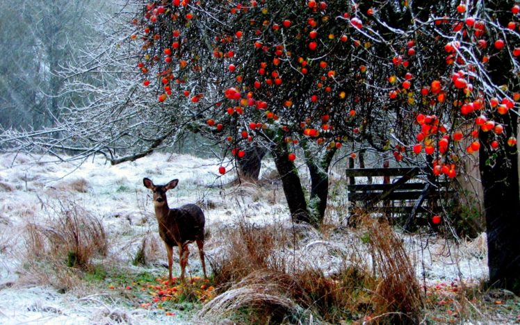 landscapes, Nature, Animals, Deer, Winter, Snow, Snowing, Snowflakes, Berries, Trees, Forest, Christmas, Seasons HD Wallpaper Desktop Background