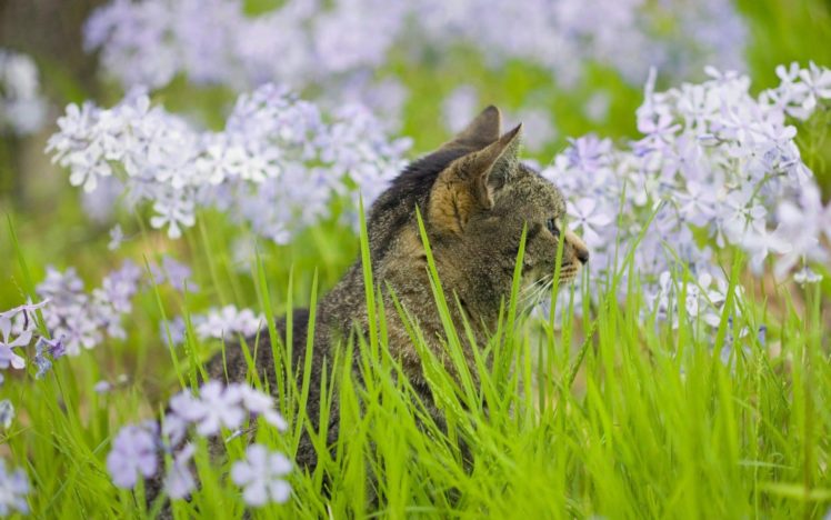 flowers, Cats, Natural HD Wallpaper Desktop Background