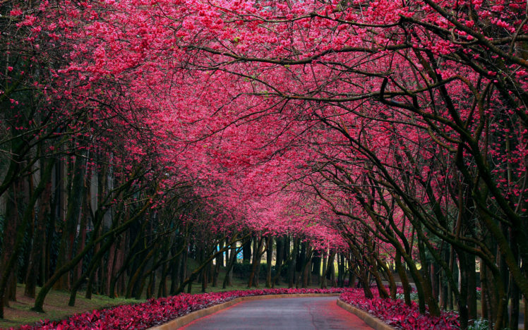 landscapes, Nature, Trees, Blossoms, Flowers, Roads, Petals, Forest, Pink HD Wallpaper Desktop Background