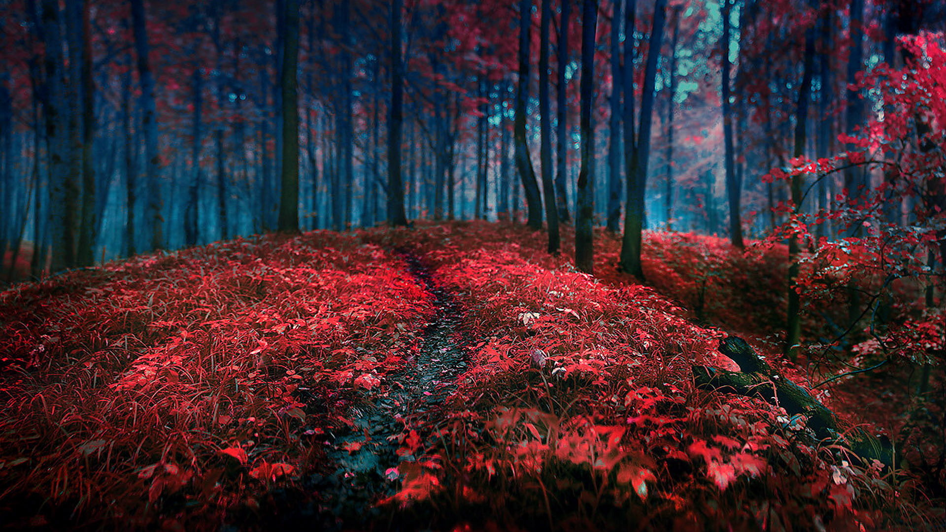 landscapes, Nature, Trees, Forest, Autumn, Fall, Seasons, Red, Contrast, Leaves Wallpaper