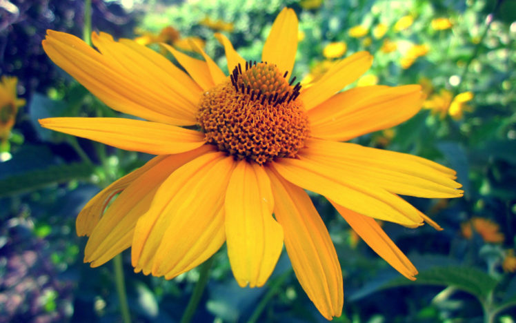 nature, Flowers, Yellow, Close, Close up HD Wallpaper Desktop Background