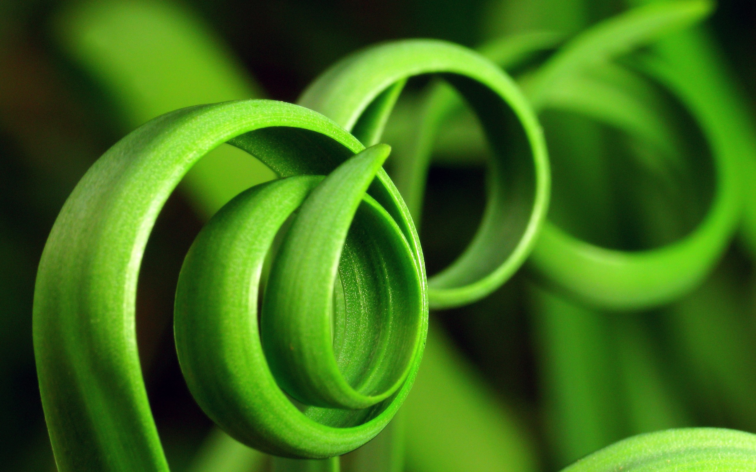 curly, Plants Wallpaper