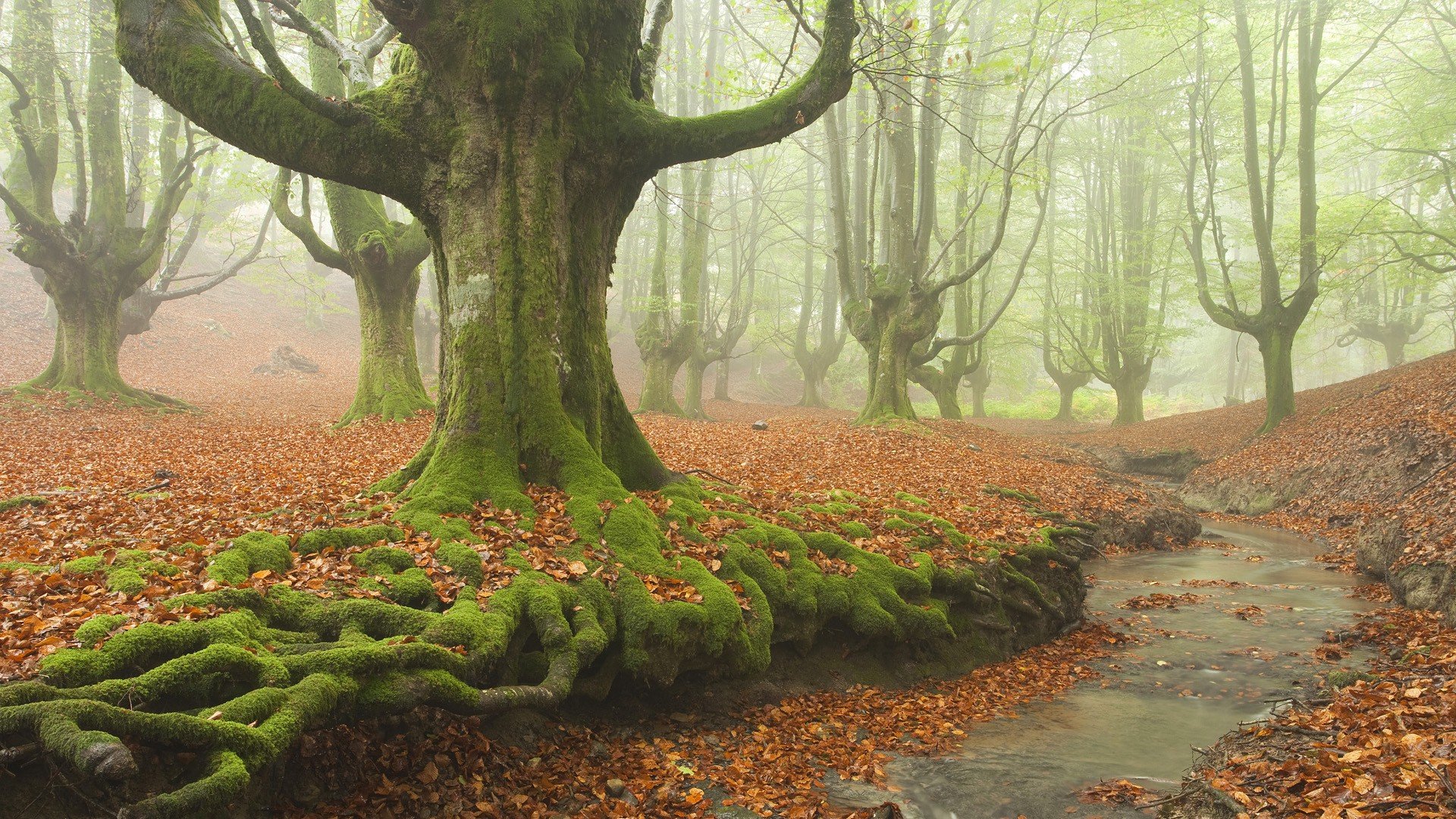 spain, Moss, Roots Wallpapers HD / Desktop and Mobile Backgrounds