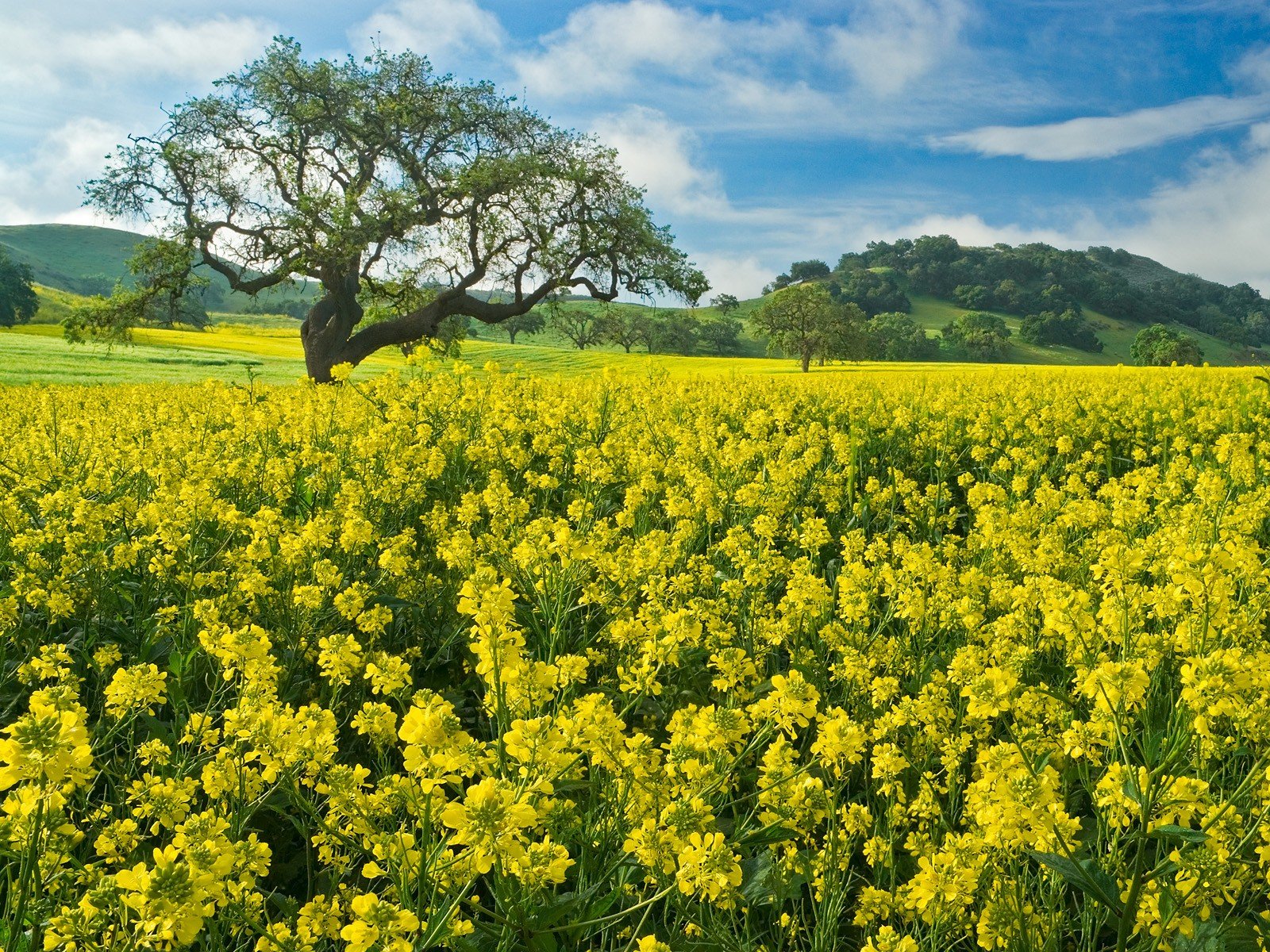 california, Mustard Wallpaper