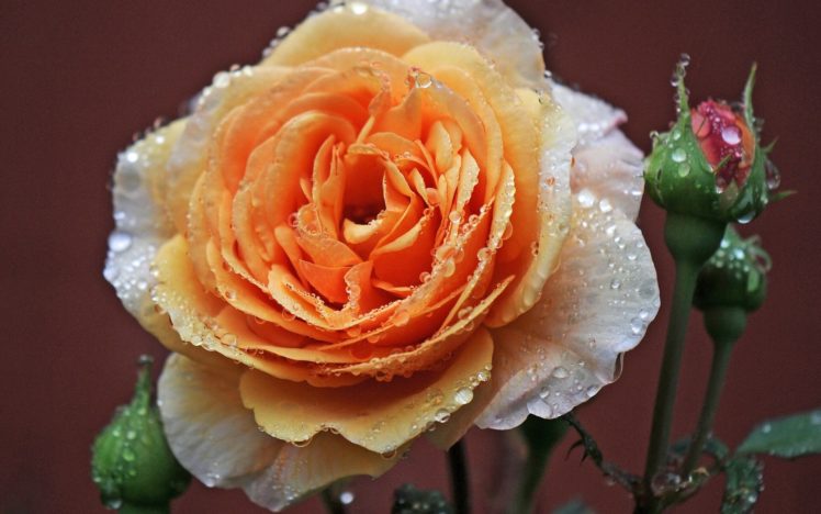 roses, Petals, Colors HD Wallpaper Desktop Background