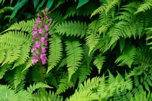 nature, Flowers, Leaves, Ferns, Orchids