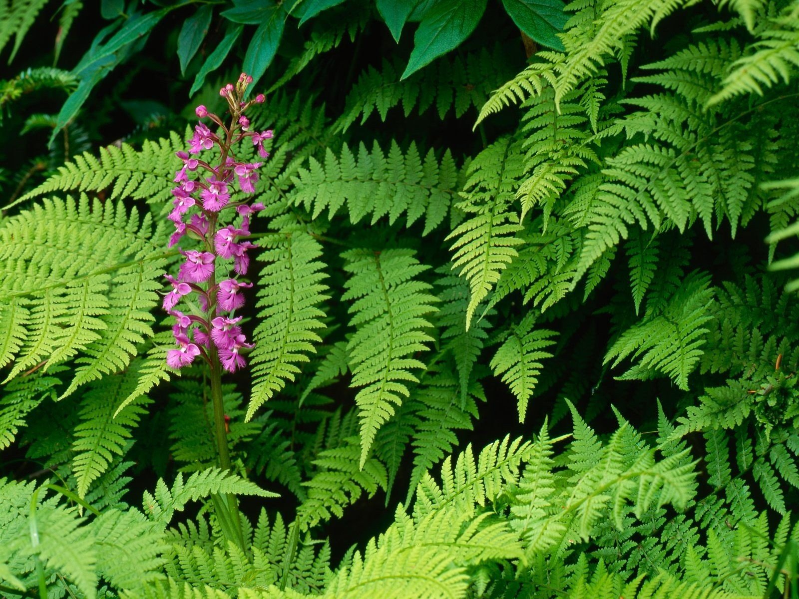 nature, Flowers, Leaves, Ferns, Orchids Wallpaper
