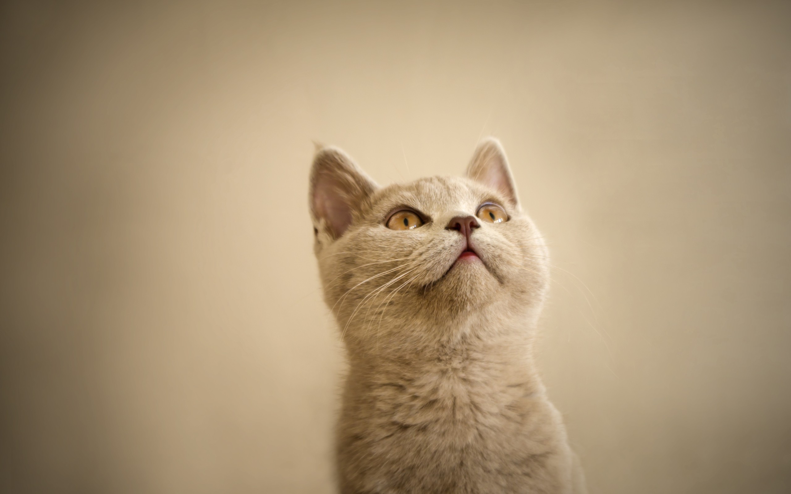 curious, Cat, Looking, Up Wallpaper