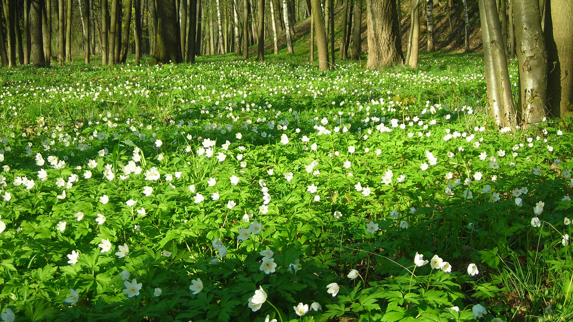 landscapes, Trees, Forest, Green Wallpaper