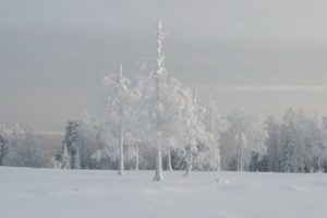 landscapes, Nature, Winter, Snow, Trees