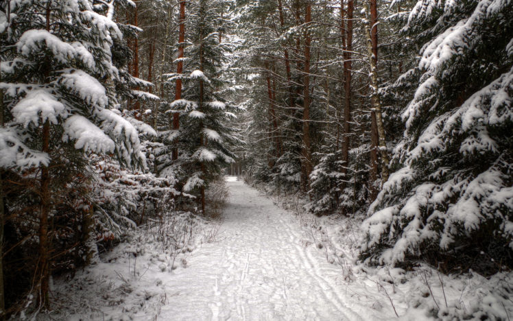 landscapes, Winter, Snow, Trees, Forest, Roads, White HD Wallpaper Desktop Background