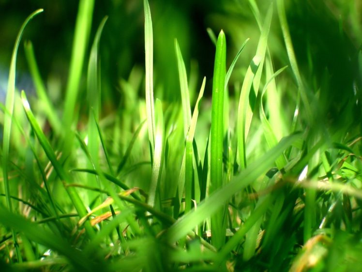 green, Nature, Grass, Macro HD Wallpaper Desktop Background