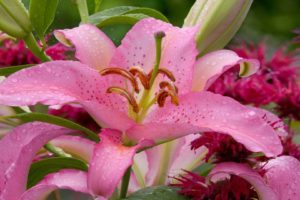 washington, Lilies, Pink, Flowers
