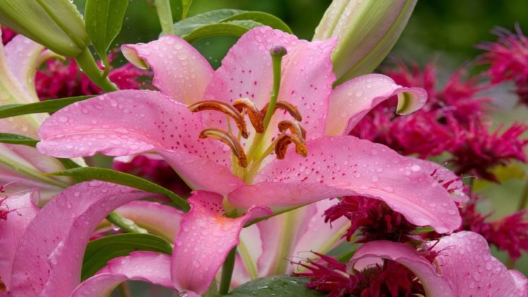 washington, Lilies, Pink, Flowers HD Wallpaper Desktop Background